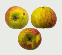 Blenheim æble
